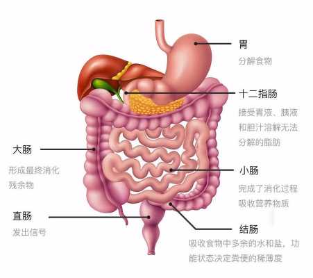 胃肠全过程（胃肠示意图）-图1