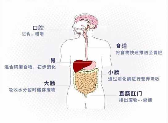 胃肠全过程（胃肠示意图）-图3