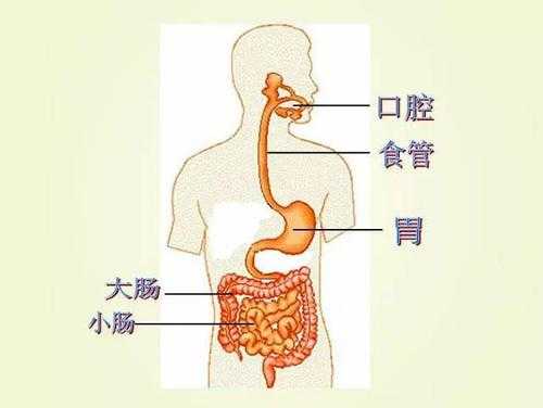 胃肠全过程（胃肠示意图）-图2