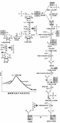 糖酵解逆过程（糖酵解几步可逆反应）-图3