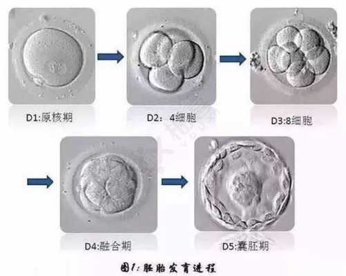 胚胎养殖过程视频（胚胎养殖成功率）-图2