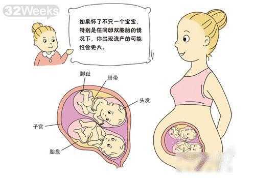 双胞胎发育过程图（双胞胎孕期发育过程图解）-图3