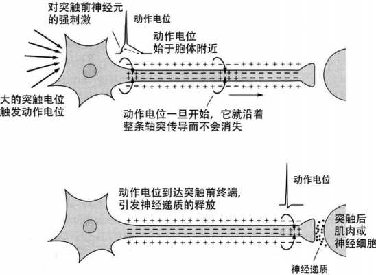 神经电位传递的过程（神经动作电位的传导方式）-图1