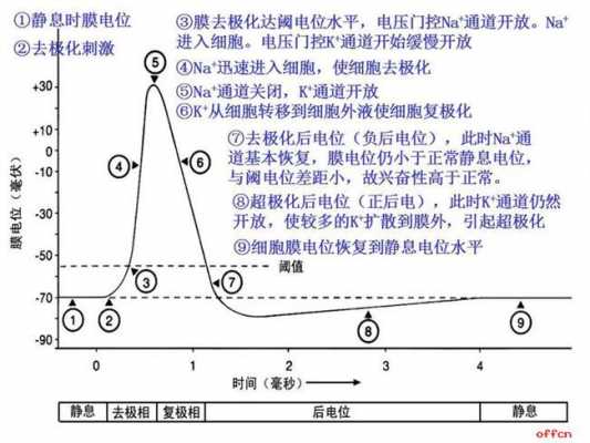 神经电位传递的过程（神经动作电位的传导方式）-图3