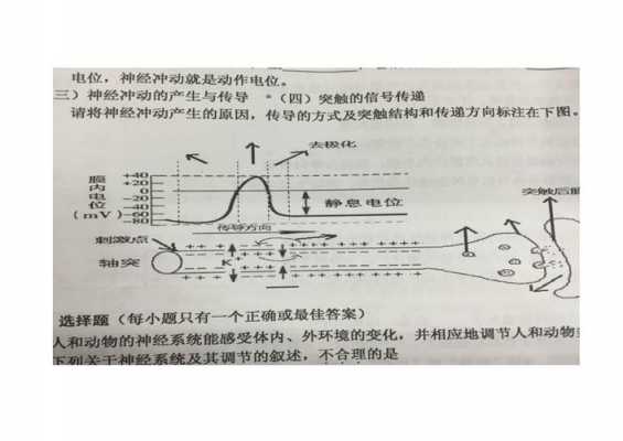 神经电位传递的过程（神经动作电位的传导方式）-图2