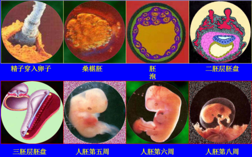 人体胚胎孕育过程视频（人体胚胎孕育过程视频教程）-图1