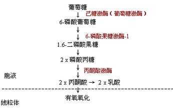 己糖合成过程（合成糖类的过程）-图2