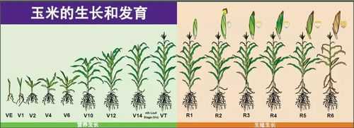 调查玉米生长过程（玉米生长过程文字叙述）-图2