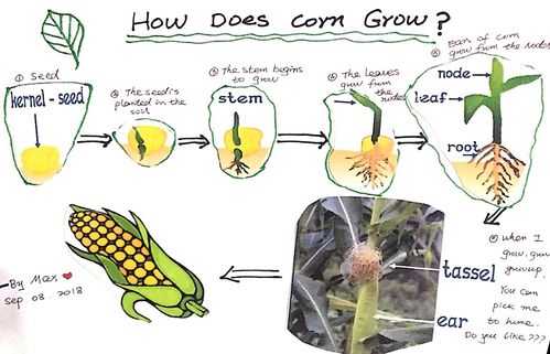 调查玉米生长过程（玉米生长过程文字叙述）-图1