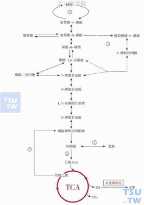 葡萄糖代谢过程（葡萄糖代谢过程示意图）-图2