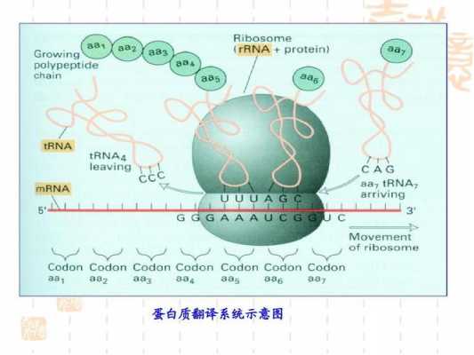 蛋白质翻译过程动画（蛋白质翻译动画视频）-图1