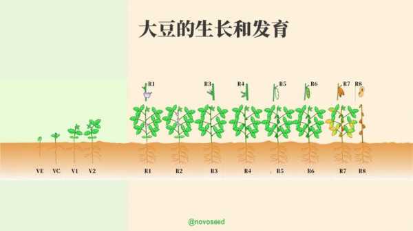 几粒种子观察豆子过程（种一粒大豆种子观察他的生长情况）-图3