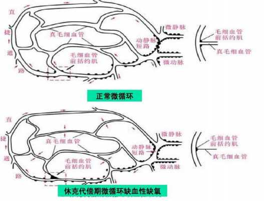 微循环的循环过程（微循环的过程是什么）-图2