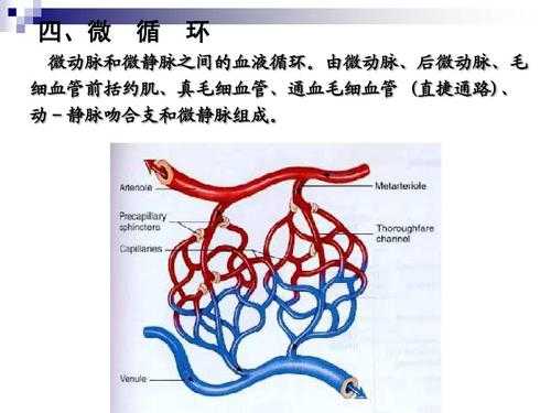 微循环的循环过程（微循环的过程是什么）-图1