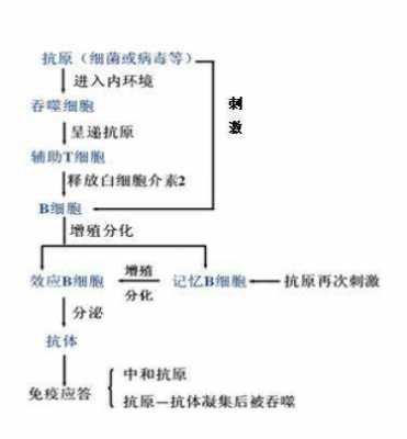 初次免疫应答的过程（初次免疫应答过程中,与抗体产生有关的细胞还有）-图2