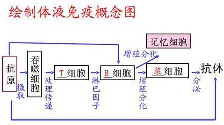 初次免疫应答的过程（初次免疫应答过程中,与抗体产生有关的细胞还有）-图3