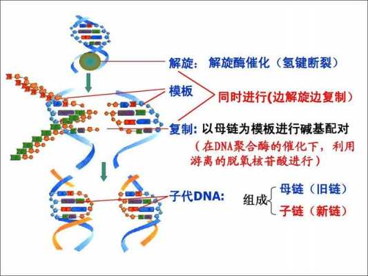 DNA复制过程的图示（dna复制过程的模板）-图1