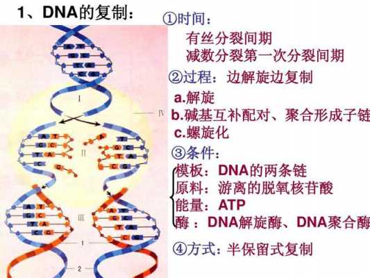 DNA复制过程的图示（dna复制过程的模板）-图2