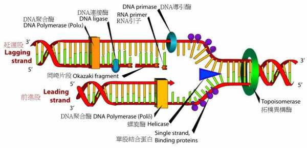 DNA复制过程的图示（dna复制过程的模板）-图3