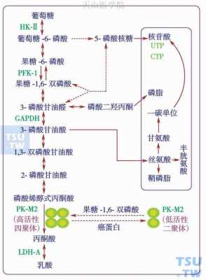 糖代谢调节过程（糖代谢过程口诀）-图2