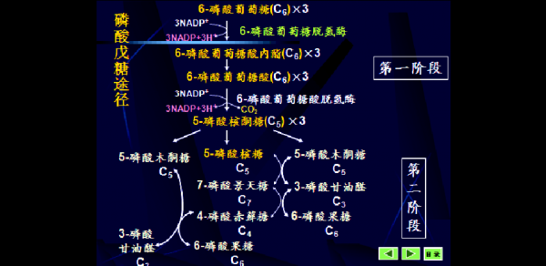 糖代谢调节过程（糖代谢过程口诀）-图3