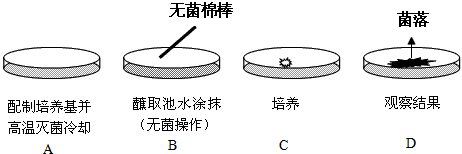 简单真菌实验过程（真菌细菌实验）-图2