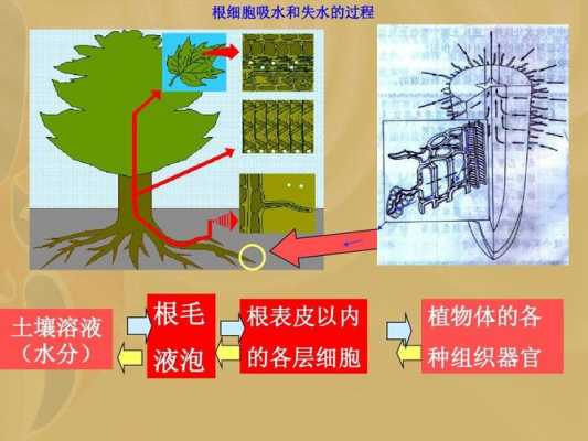 根失水的过程（根细胞失水）-图1