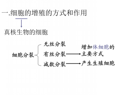 生物细胞增殖过程视频（生物细胞增殖过程视频讲解）-图2