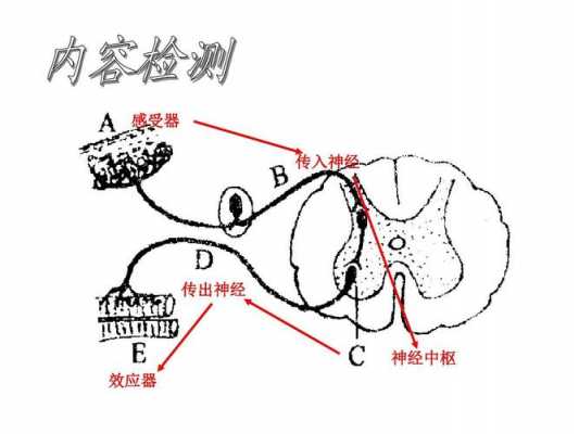 反射形成过程结构简图（形成反射的条件有哪些）-图1