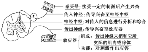 反射形成过程结构简图（形成反射的条件有哪些）-图2