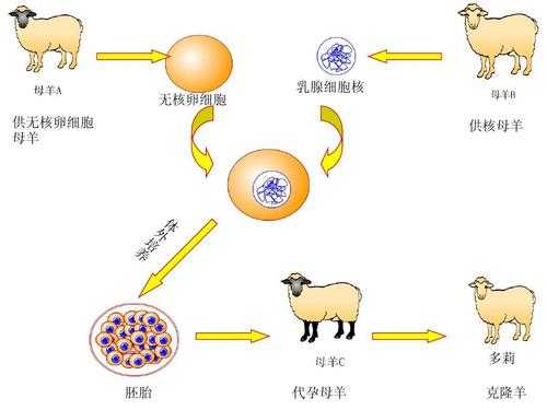 克隆羊多莉的过程（克隆羊多莉的基本原理）-图2