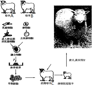 克隆羊多莉的过程（克隆羊多莉的基本原理）-图3