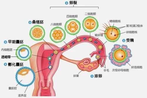 受孕过程需要多久（受孕过程需要多长时间）-图2