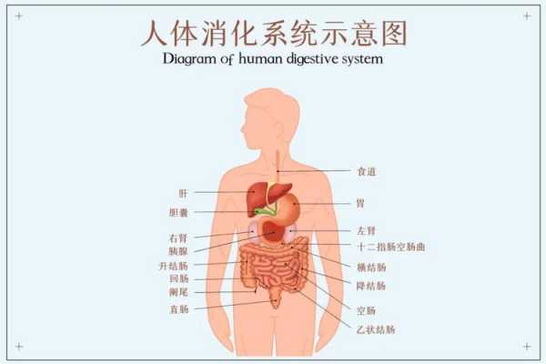 从吃饭到排泄过程（人从吃饭到排便的全过程）-图3