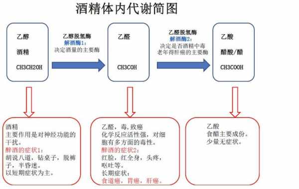 酒精散发过程（酒精散发过程视频）-图2