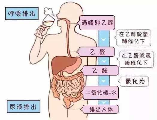 酒精散发过程（酒精散发过程视频）-图1