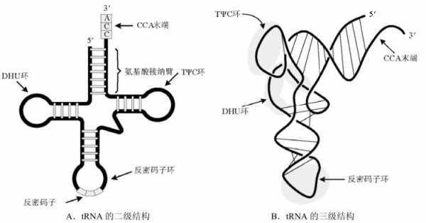 tRNA结构及加工过程（简述trna的基本结构）-图2