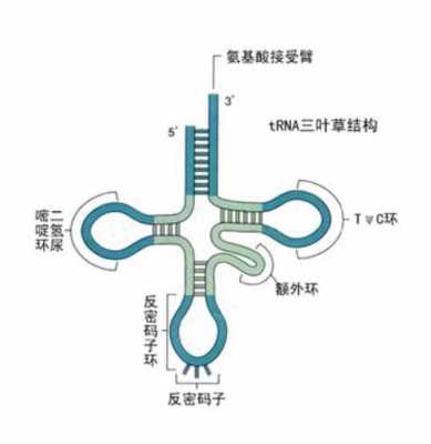 tRNA结构及加工过程（简述trna的基本结构）-图3