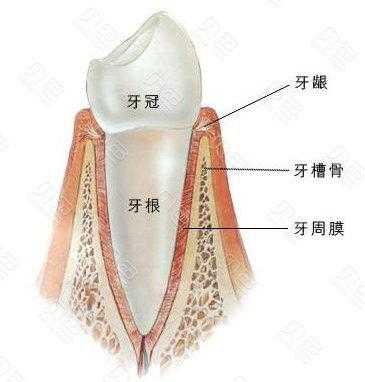 牙根的发育过程（牙根发育过程中,由哪几部分构成根端复合体）-图1