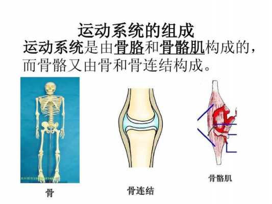 骨骼运动过程（骨骼运动过程图解）-图2