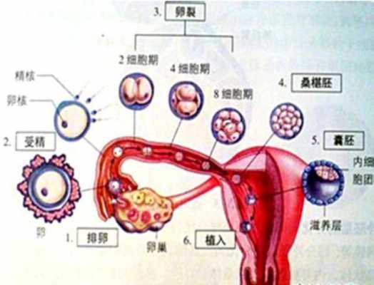 着床成长过程（着床成功的现象）-图2