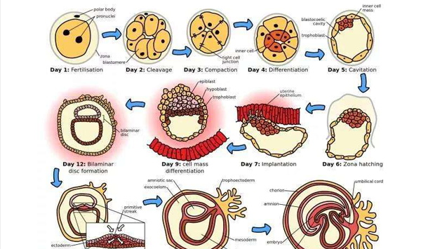 着床成长过程（着床成功的现象）-图3