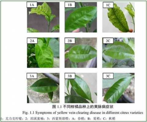 黄化过程名词解释（黄化质体）-图2