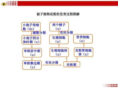 花粉发育过程简述（花粉的发育过程简图）-图3