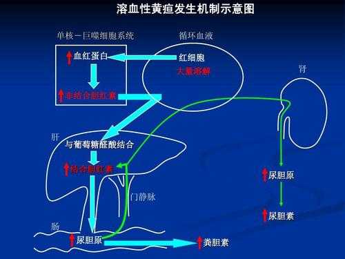 黄疸的形成过程（黄疸的形成过程是什么）-图1