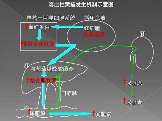 黄疸的形成过程（黄疸的形成过程是什么）-图3