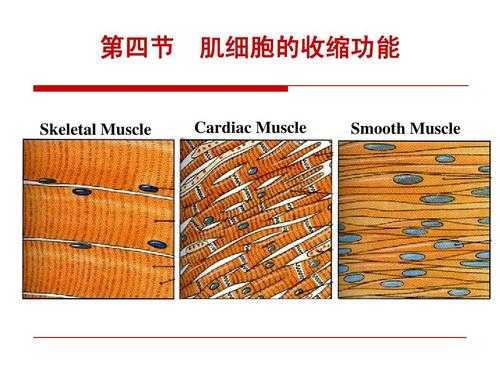 肌细胞的收缩过程（肌细胞的收缩过程包括）-图3