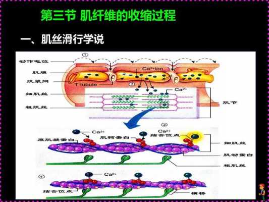 肌细胞的收缩过程（肌细胞的收缩过程包括）-图1