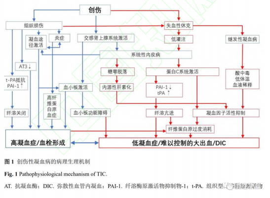 凝血过程ca（凝血过程中,内源性凝血与外源性凝血的区别）-图3