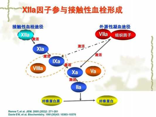 凝血过程ca（凝血过程中,内源性凝血与外源性凝血的区别）-图2